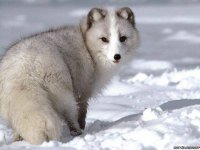 Главой НБУ могут назначить миллиардера Джорджа Сороса.