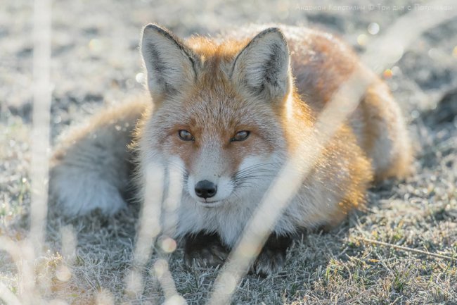 Лис Патрикей - звезда заповедника Брянский лес