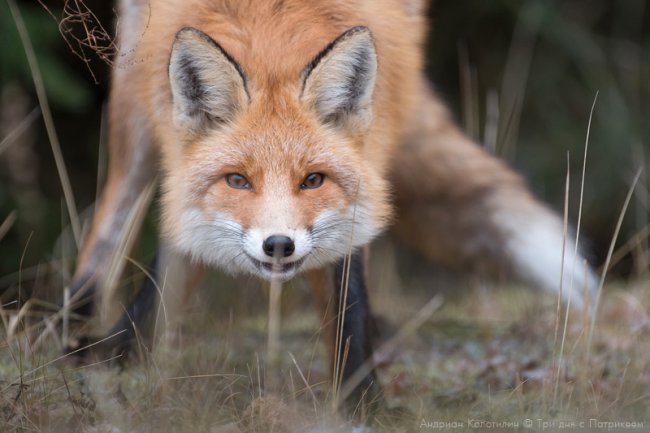 Лис Патрикей - звезда заповедника Брянский лес