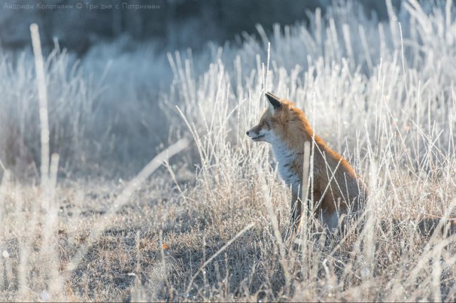 Лис Патрикей - звезда заповедника Брянский лес