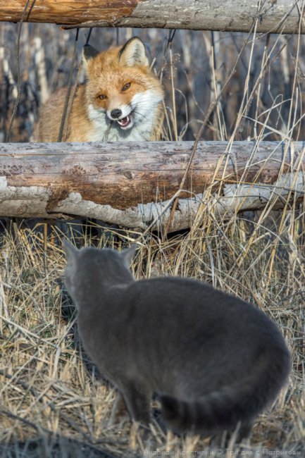 Лис Патрикей - звезда заповедника Брянский лес