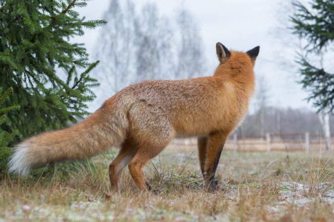 Лис Патрикей - звезда заповедника Брянский лес