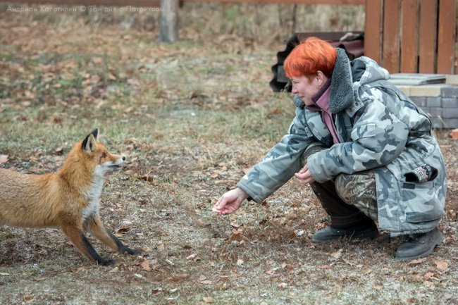 Лис Патрикей - звезда заповедника Брянский лес