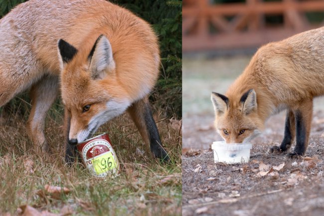 Лис Патрикей - звезда заповедника Брянский лес