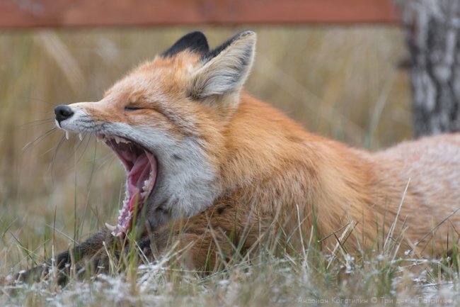 Лис Патрикей - звезда заповедника Брянский лес