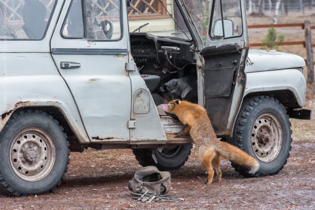 Лис Патрикей - звезда заповедника Брянский лес