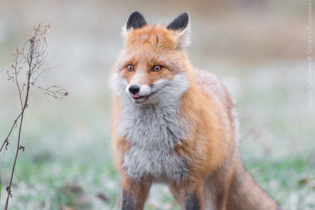 Лис Патрикей - звезда заповедника Брянский лес