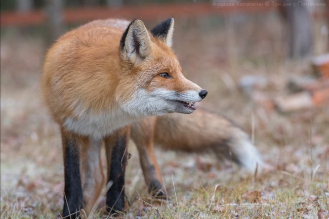 Лис Патрикей - звезда заповедника Брянский лес