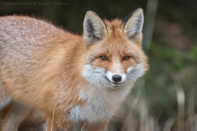 Лис Патрикей - звезда заповедника Брянский лес