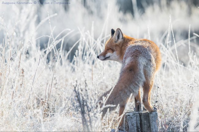 Лис Патрикей - звезда заповедника Брянский лес