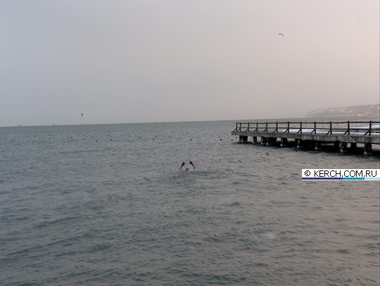 Керчанин 20 минут провел в ледяной воде Керчанин 20 минут провел в ледяной воде