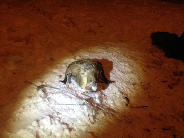 О взрыве в Запорожье: За что, почему, и пару слов о бараньих головах...