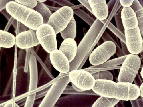 Палочки Коха.... Палочки Коха....