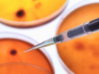 В России получены бактерии, уничтожающие нефтяные отходы и тяжёлые металлы