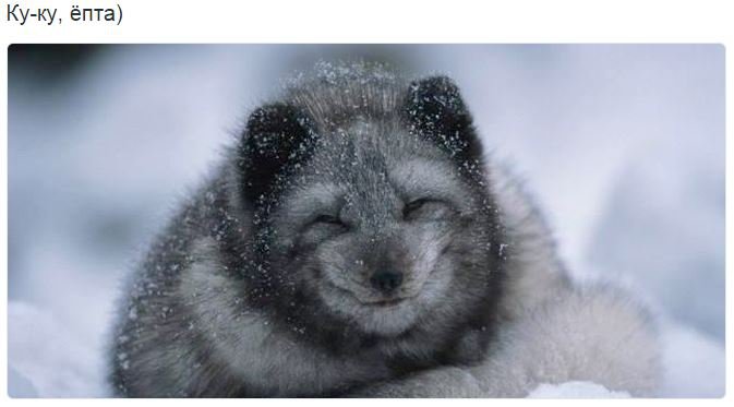 Хрюн Моржов - на манеже всё те же Хрюн Моржов - на манеже всё те же