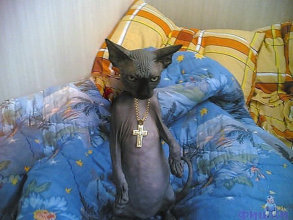 Котэ предупреждает!!! ;-)) Котэ предупреждает!!! ;-))