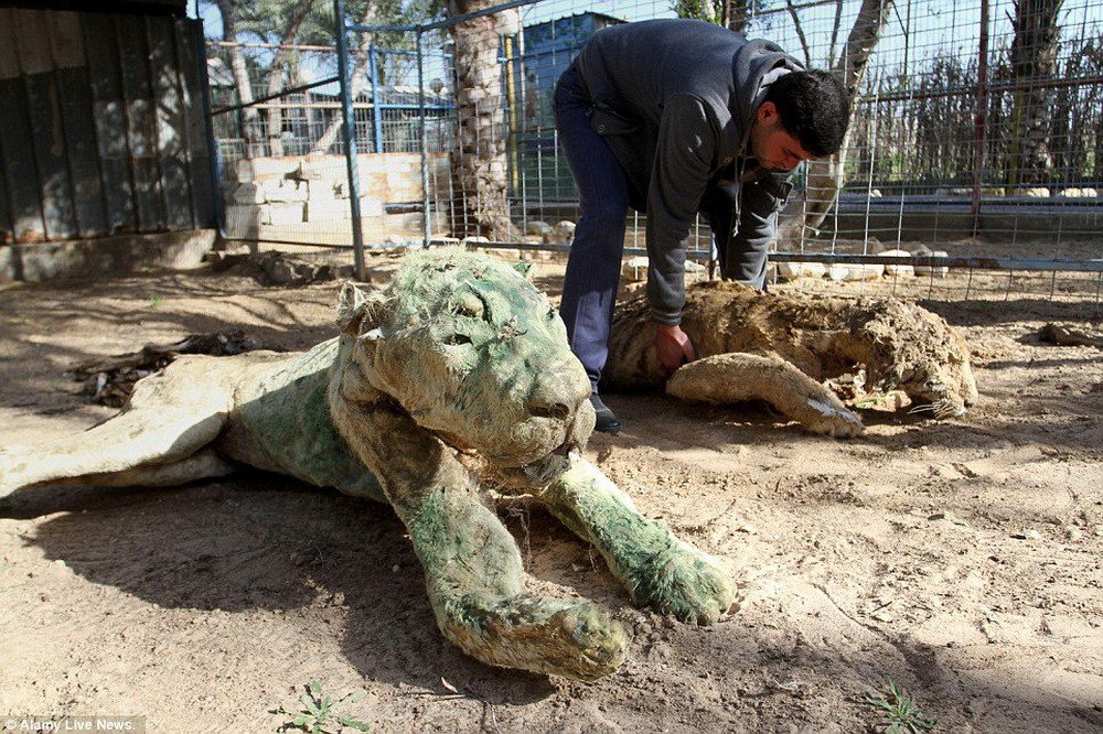 Из-за конфликта между Израилем и Палестиной животные в зоопарке превратились в высушенные трупы Из-за конфликта между Израилем и Палестиной животные в зоопарке превратились в высушенные трупы