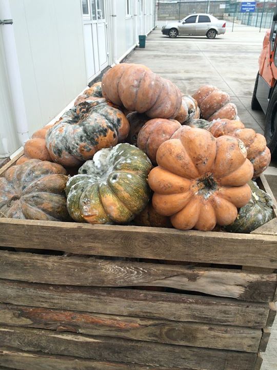 В Мариуполе нашли 40 тонн сгнивших овощей из украинской гумпомощи В Мариуполе нашли 40 тонн сгнивших овощей из украинской гумпомощи