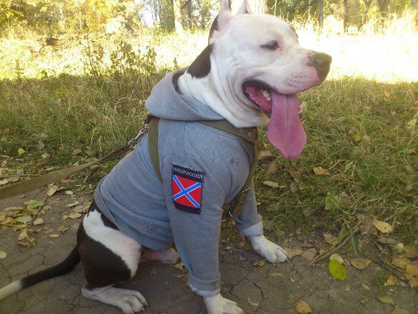 СМИ: Американцы призвали Украину не использовать "даунские" ленточки СМИ: Американцы призвали Украину не использовать "даунские" ленточки