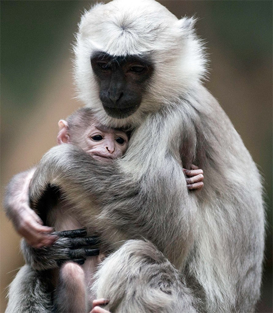 Животные-родители (22 милейших фото) Животные-родители (22 милейших фото)