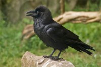 Ворона-фанатка завоевала популярность в Сети