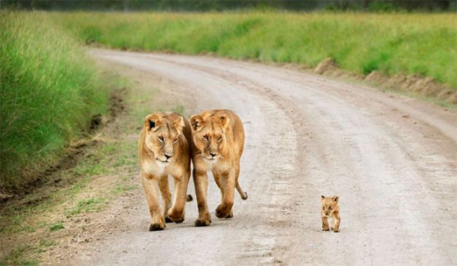Животные-родители (22 милейших фото)