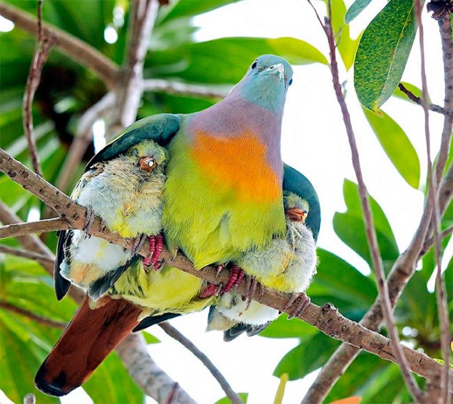 Животные-родители (22 милейших фото)