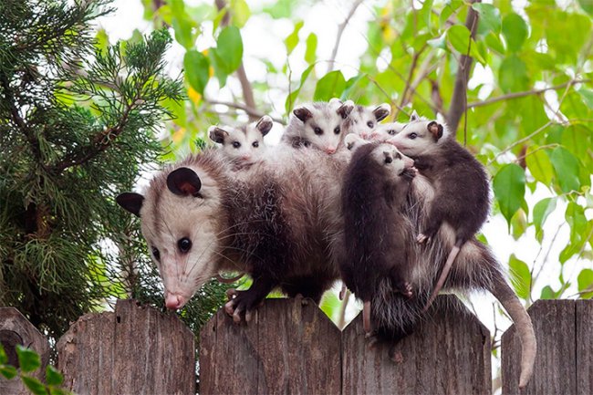 Животные-родители (22 милейших фото)