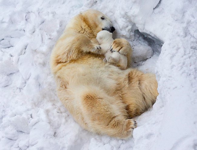 Животные-родители (22 милейших фото)