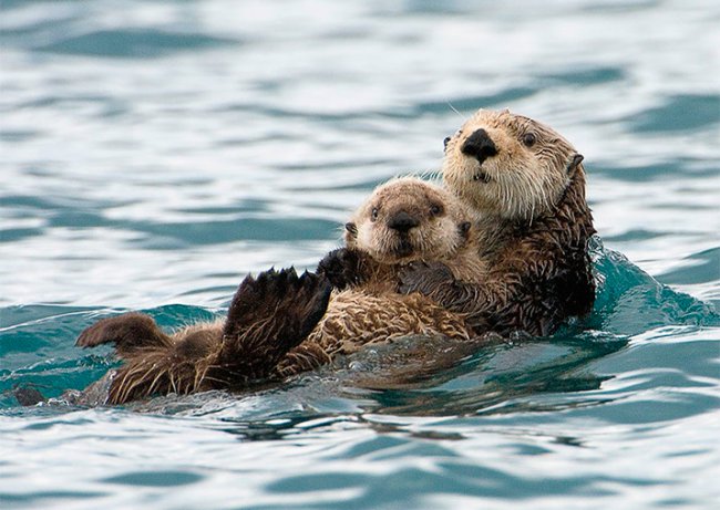 Животные-родители (22 милейших фото)