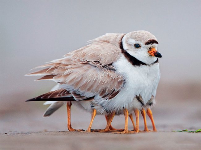 Животные-родители (22 милейших фото)