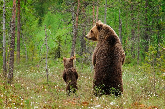 Животные-родители (22 милейших фото)