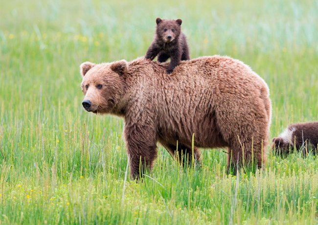 Животные-родители (22 милейших фото)