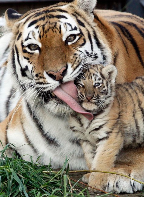 Животные-родители (22 милейших фото)