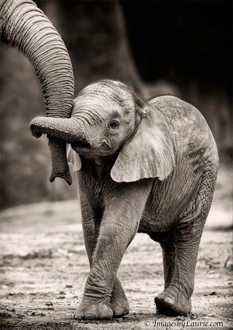 Животные-родители (22 милейших фото)