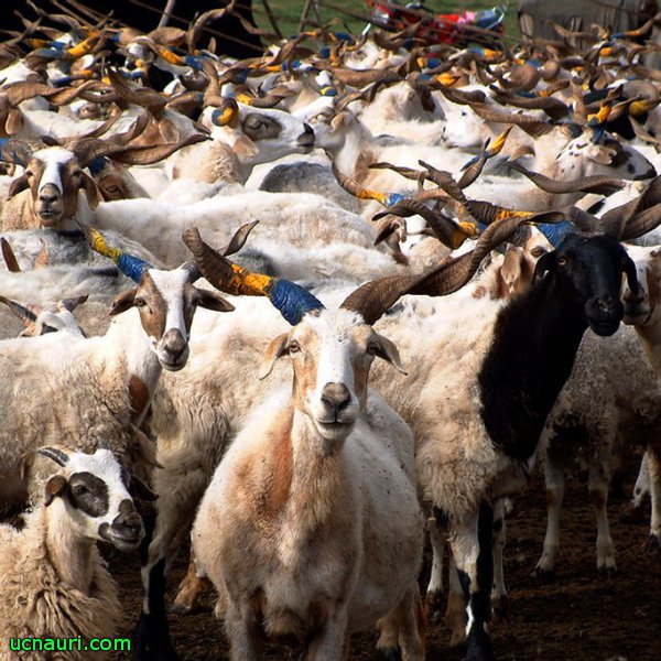 Домового ли хоронят, ведьму ль замуж выдают? Домового ли хоронят, ведьму ль замуж выдают?
