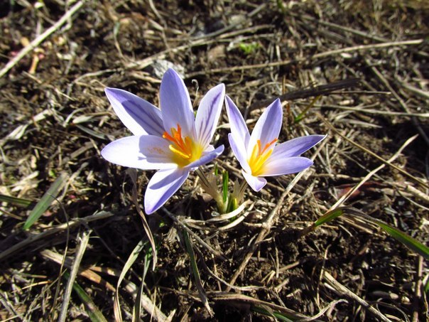 Сводки от ополчения Новороссии 14.03.2015 Сводки от ополчения Новороссии 14.03.2015