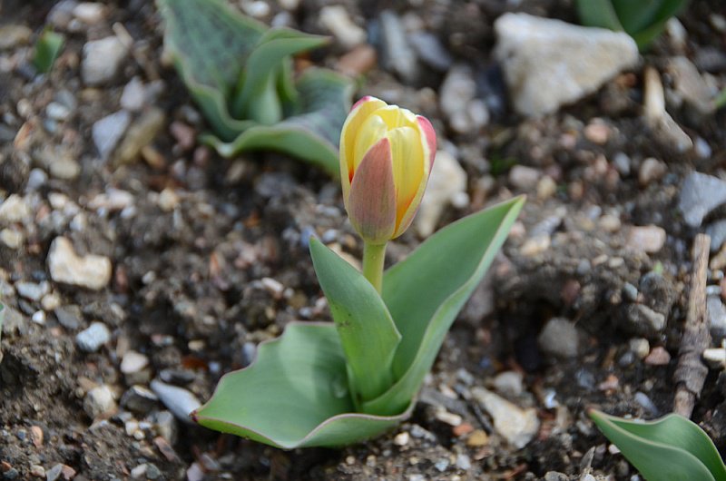 Рекордно-раннее цветение тюльпанов – нежданный подарок Крымской Весне 