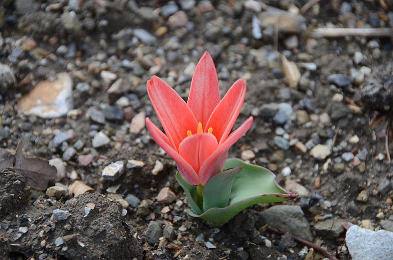 Рекордно-раннее цветение тюльпанов – нежданный подарок Крымской Весне 