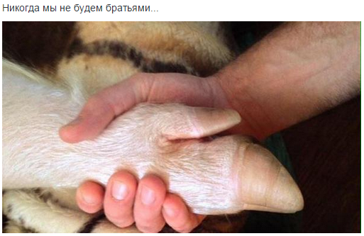 "Мыздобулы" в картинках. Смешных и не очень... 19-03-2015