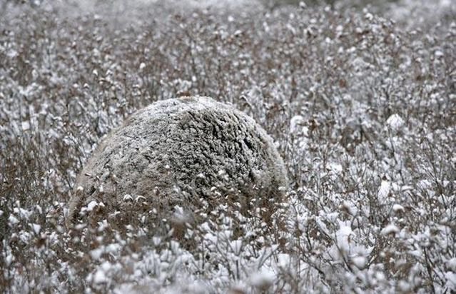 Животные – мастера камуфляжа Животные – мастера камуфляжа
