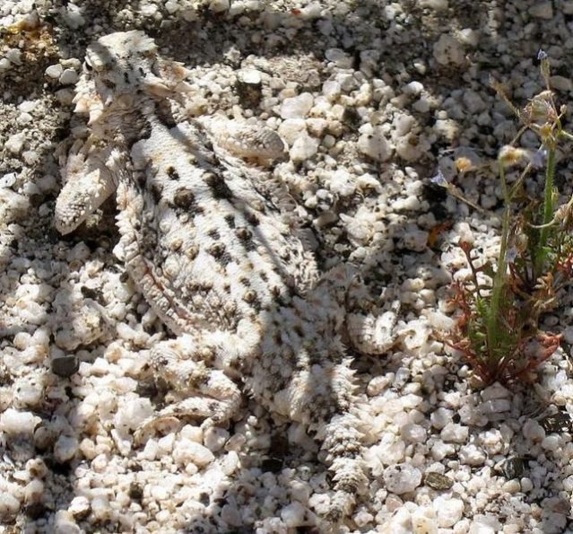 Животные – мастера камуфляжа Животные – мастера камуфляжа