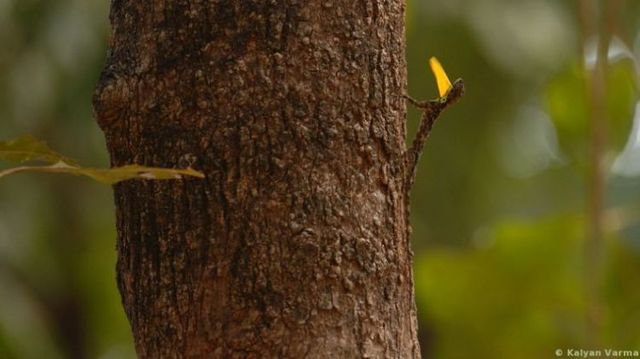 Животные – мастера камуфляжа Животные – мастера камуфляжа