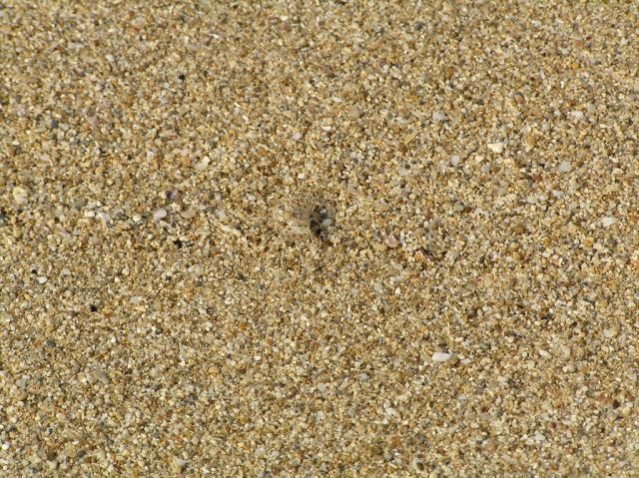 Животные – мастера камуфляжа Животные – мастера камуфляжа