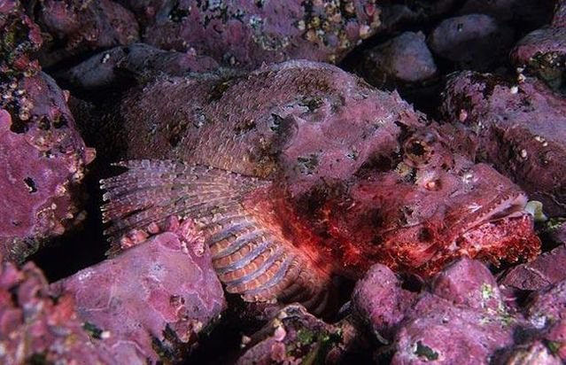 Животные – мастера камуфляжа Животные – мастера камуфляжа