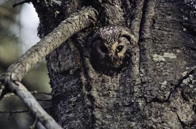 Животные – мастера камуфляжа Животные – мастера камуфляжа