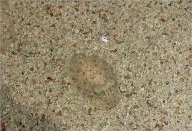 Животные – мастера камуфляжа Животные – мастера камуфляжа