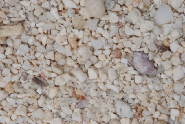 Животные – мастера камуфляжа Животные – мастера камуфляжа