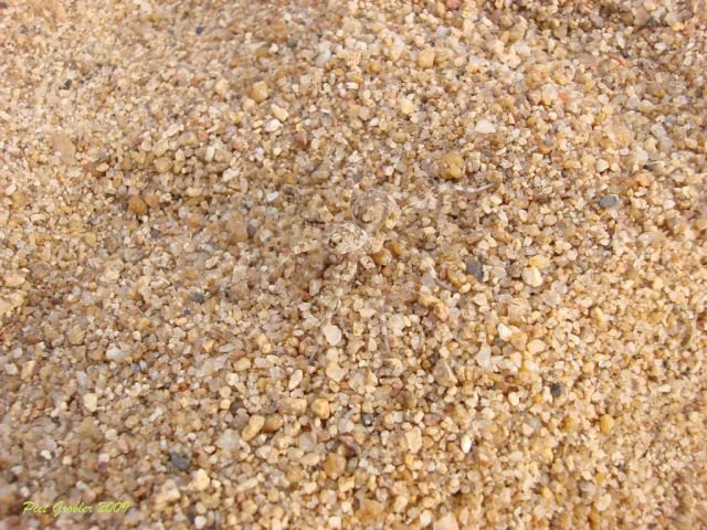 Животные – мастера камуфляжа Животные – мастера камуфляжа