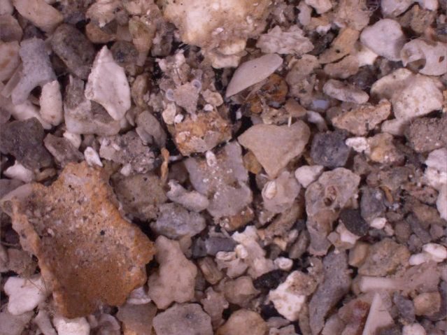 Животные – мастера камуфляжа Животные – мастера камуфляжа